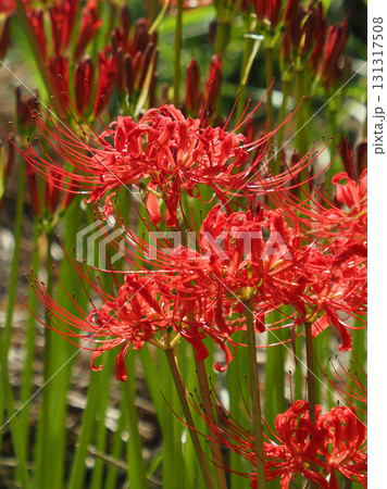 ヒガンバナ(彼岸花／Lycoris radiata) 131317508