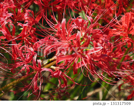 ヒガンバナ(彼岸花／Lycoris radiata) 131317509