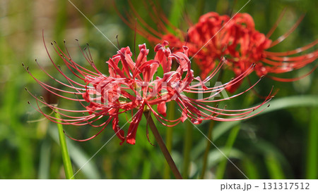 ヒガンバナ(彼岸花／Lycoris radiata) 131317512