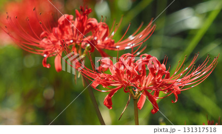 ヒガンバナ(彼岸花／Lycoris radiata) 131317518