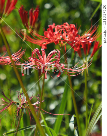 ヒガンバナ(彼岸花／Lycoris radiata) 131317520