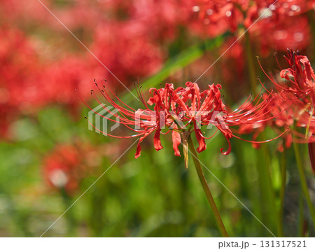 ヒガンバナ(彼岸花/Lycoris radiata) ヒガンバナ(彼岸花/Lycoris radiata) 131317521