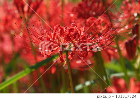 ヒガンバナ(彼岸花／Lycoris radiata) 131317524