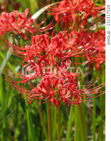 ヒガンバナ(彼岸花／Lycoris radiata) 131317526