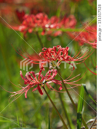 ヒガンバナ(彼岸花／Lycoris radiata) 131317528