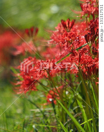 ヒガンバナ(彼岸花/Lycoris radiata) ヒガンバナ(彼岸花/Lycoris radiata) 131317531