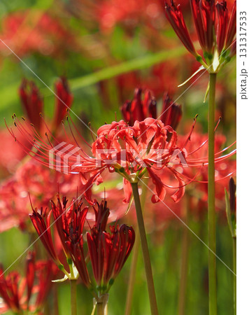 ヒガンバナ(彼岸花/Lycoris radiata) ヒガンバナ(彼岸花/Lycoris radiata) 131317533