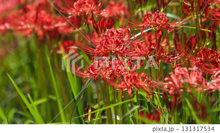 ヒガンバナ(彼岸花／Lycoris radiata) 131317534