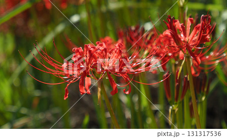 ヒガンバナ(彼岸花／Lycoris radiata) 131317536