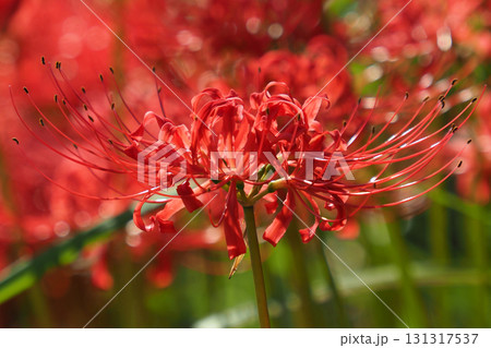 ヒガンバナ(彼岸花/Lycoris radiata) ヒガンバナ(彼岸花/Lycoris radiata) 131317537