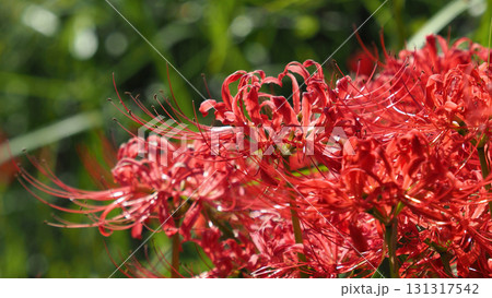 ヒガンバナ(彼岸花／Lycoris radiata) 131317542