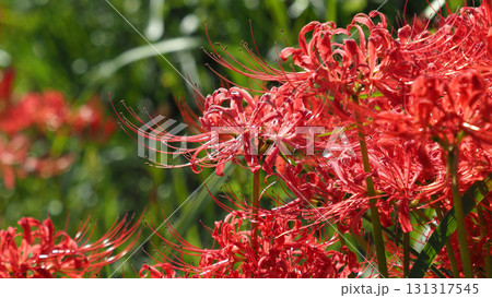 ヒガンバナ(彼岸花／Lycoris radiata) 131317545