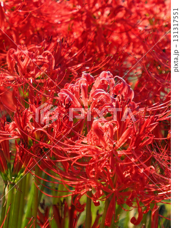 ヒガンバナ(彼岸花／Lycoris radiata) 131317551