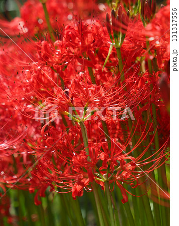 ヒガンバナ(彼岸花／Lycoris radiata) 131317556