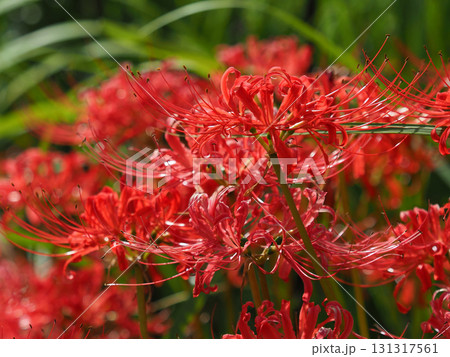 ヒガンバナ(彼岸花/Lycoris radiata) ヒガンバナ(彼岸花/Lycoris radiata) 131317561