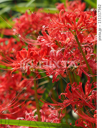 ヒガンバナ(彼岸花/Lycoris radiata) ヒガンバナ(彼岸花/Lycoris radiata) 131317562