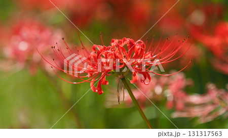 ヒガンバナ(彼岸花／Lycoris radiata) 131317563