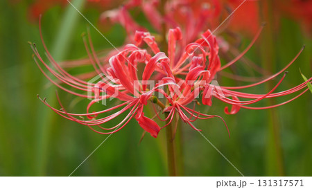ヒガンバナ(彼岸花／Lycoris radiata) 131317571