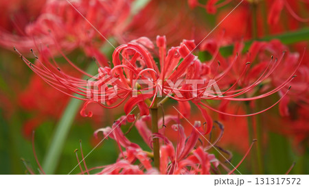 ヒガンバナ(彼岸花/Lycoris radiata) ヒガンバナ(彼岸花/Lycoris radiata) 131317572