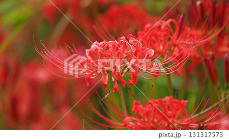 ヒガンバナ(彼岸花／Lycoris radiata) 131317573