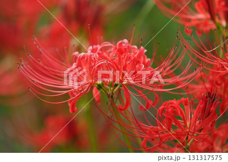 ヒガンバナ(彼岸花/Lycoris radiata) ヒガンバナ(彼岸花/Lycoris radiata) 131317575