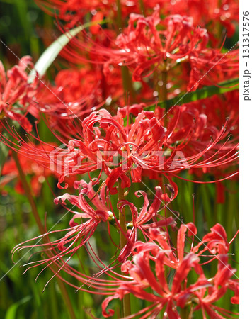 ヒガンバナ(彼岸花／Lycoris radiata) 131317576