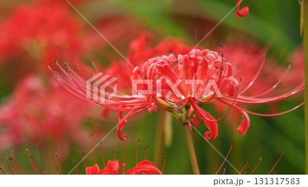 ヒガンバナ(彼岸花/Lycoris radiata) ヒガンバナ(彼岸花/Lycoris radiata) 131317583