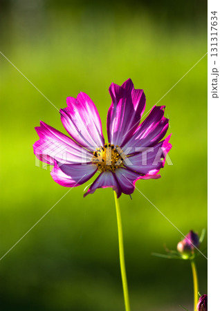 秋桜 131317634