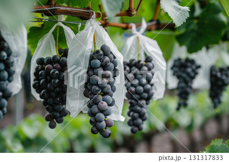 ピオーネぶどうの収穫前の様子 131317833