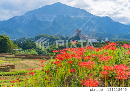 【埼玉県】秩父の寺坂棚田　武甲山を背に、畔の彼岸花と実った稲穂 131318446