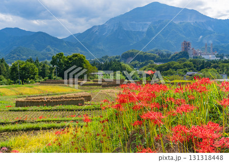 【埼玉県】秩父の寺坂棚田 武甲山を背に、畔の彼岸花と実った稲穂 【埼玉県】秩父の寺坂棚田 武甲山を背に、畔の彼岸花と実った稲穂 131318448