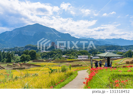 【埼玉県】秩父の寺坂棚田　武甲山を背に、畔の彼岸花と実った稲穂 131318452
