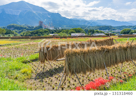 【埼玉県】秩父の寺坂棚田 武甲山を背に、畔の彼岸花と実った稲穂 【埼玉県】秩父の寺坂棚田 武甲山を背に、畔の彼岸花と実った稲穂 131318460