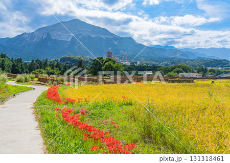 【埼玉県】秩父の寺坂棚田　武甲山を背に、畔の彼岸花と実った稲穂 131318461