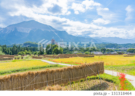 【埼玉県】秩父の寺坂棚田　武甲山を背に、畔の彼岸花と実った稲穂 131318464