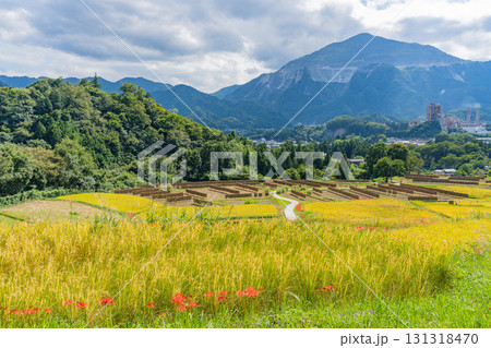 【埼玉県】秩父の寺坂棚田　武甲山を背に、畔の彼岸花と実った稲穂 131318470