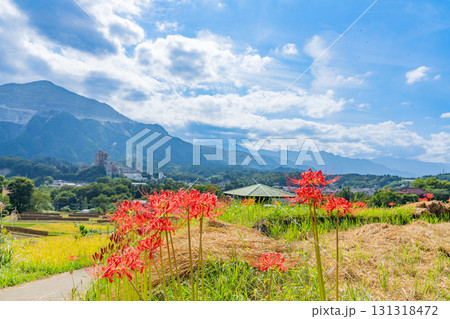 【埼玉県】秩父の寺坂棚田　武甲山を背に、畔の彼岸花と実った稲穂 131318472