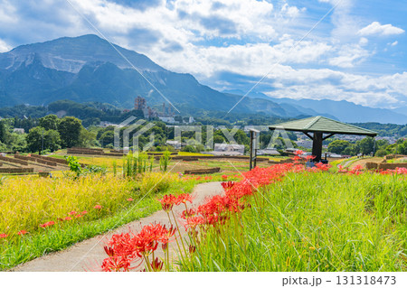 【埼玉県】秩父の寺坂棚田　武甲山を背に、畔の彼岸花と実った稲穂 131318473