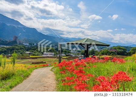 【埼玉県】秩父の寺坂棚田 武甲山を背に、畔の彼岸花と実った稲穂 【埼玉県】秩父の寺坂棚田 武甲山を背に、畔の彼岸花と実った稲穂 131318474
