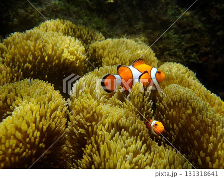 イソギンチャクと共生するカクレクマノミ イソギンチャクと共生するカクレクマノミ 131318641