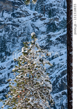 Snow-covered Trees in Yosemite 131318655