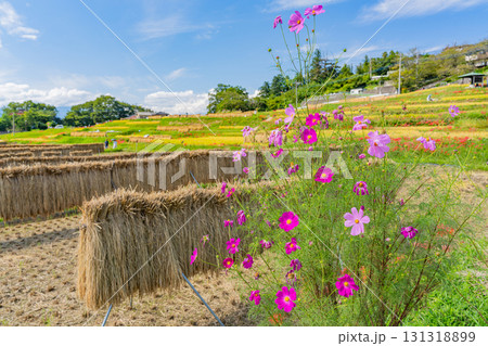 【埼玉県】秩父の寺坂棚田 「稲の天日干し」と畔に咲くコスモス 【埼玉県】秩父の寺坂棚田 「稲の天日干し」と畔に咲くコスモス 131318899