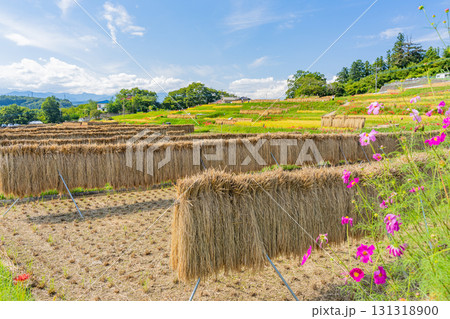 【埼玉県】秩父の寺坂棚田　「稲の天日干し」と畔に咲くコスモス 131318900