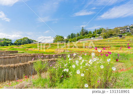 【埼玉県】秩父の寺坂棚田　「稲の天日干し」と畔に咲くコスモス 131318901