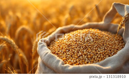 A sack of wheat on a field at sunset, surrounded by golden light, representing the beauty of harvest during the golden hour 131318910