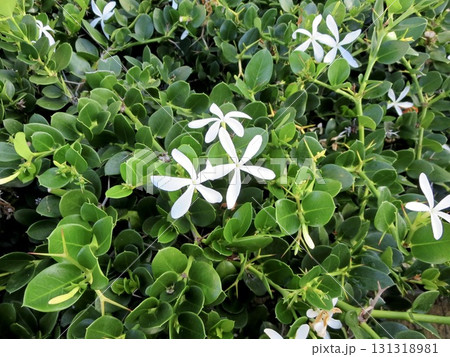 深緑の葉に映える純白に輝くオオバナカリッサ 南国の庭を彩る高級感ある花 131318981