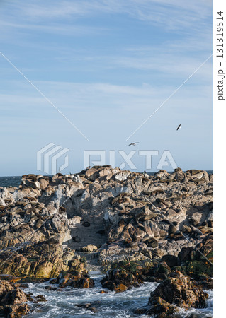 Fur seals sleeps on the rocks of the Atlantic Ocean coast, South Africa Fur seals sleeps on the rocks of the Atlantic Ocean coast, South Africa 131319514