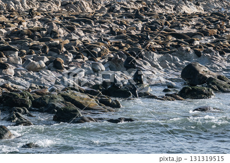Fur seals sleeps on the rocks of the Atlantic Ocean coast, South Africa 131319515