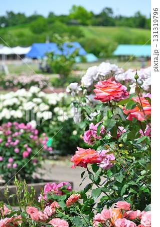 長岡丘陵公園のバラ園（新潟県） 131319796
