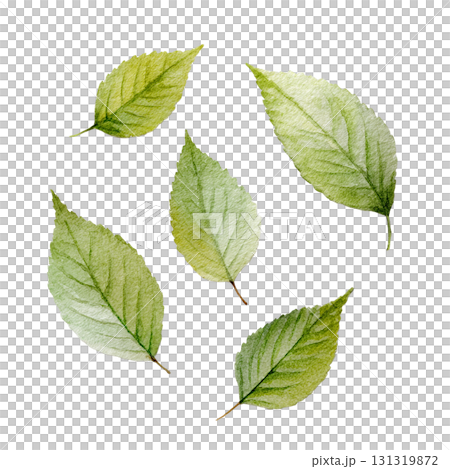綠葉水彩插圖集 | 自然，植物，透明PNG 131319872